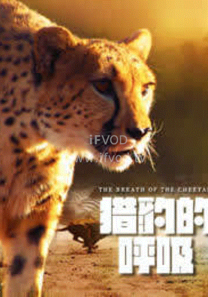 猎豹的呼吸(全集)